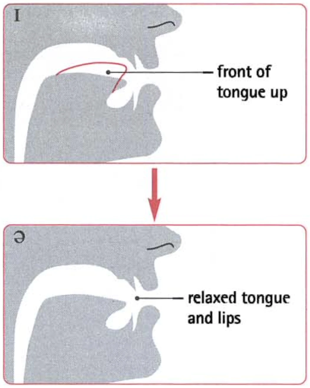 Cara melafalkan ɪə